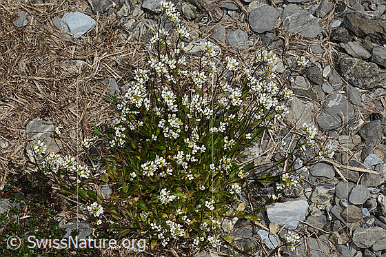 Foto: Alpen-Gänsekresse (Arabis alpina). Ganze Pflanze (Habitus).