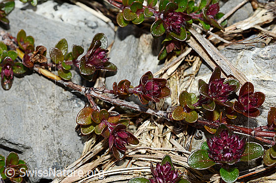 Foto: Vielhaariger Thymian (Thymus polytrichus), verholztes Ästchen. Blüten noch nicht ganz geöffnet.