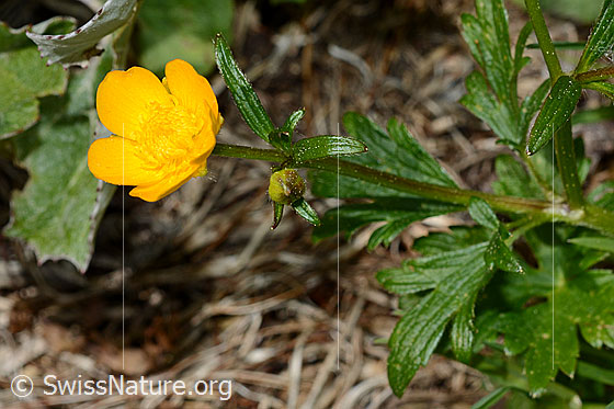 Foto: Wahrscheinlich Kriechender Hahnenfuss (Ranunculus repens). Blüte und Stängel.
