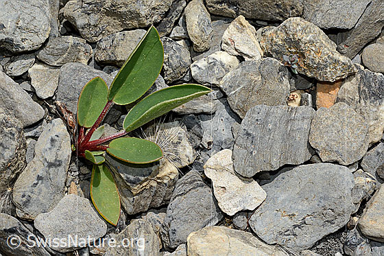 Foto: Wahrscheinlich Alpen-Wundklee (Anthyllis vulneraria ssp. alpestris). Blätter.