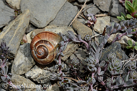 Foto: Gefleckte Schnirkelschnecke (Arianta arbustorum), Schneckenhaus