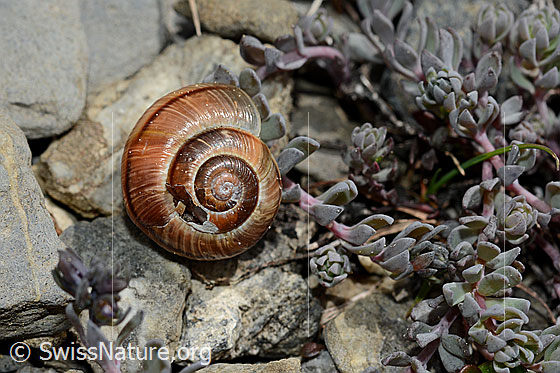 Foto: Gefleckte Schnirkelschnecke (Arianta arbustorum). Gehäuse