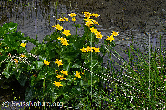 Foto: Sumpf-Dotterblume (Caltha palustris). Ganze Planze (Habitus), blühend.