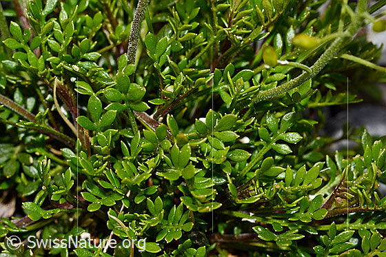 Foto: Alpen-Gämskresse (Pritzelago alpina). Büten.