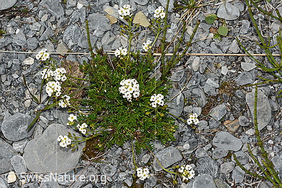 Foto: Alpen-Gämskresse (Pritzelago alpina). Büten.