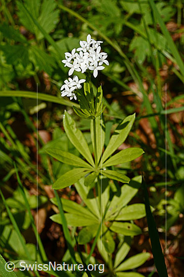 Photo: Galium odoratum. Whole plant.