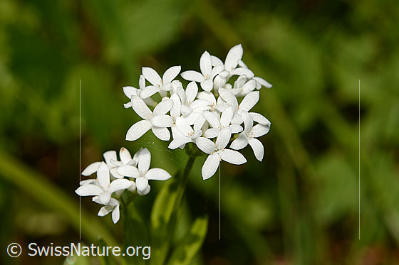 Echter Waldmeister (Galium odoratum), Blüten