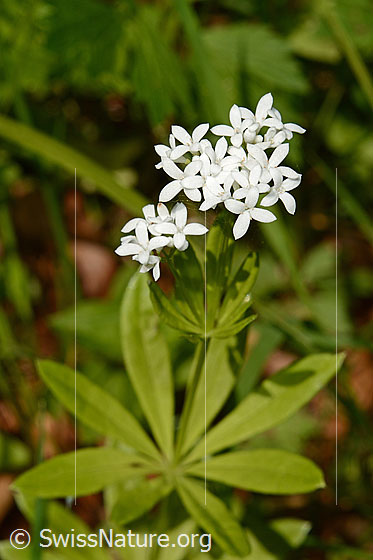 Photo: Galium odoratum. Whole plant.
