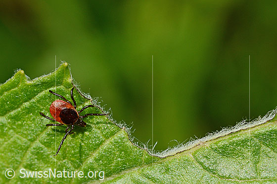 Photo: Ixodes ricinus auf leaf. Female. Length: 3-4mm. View from above.