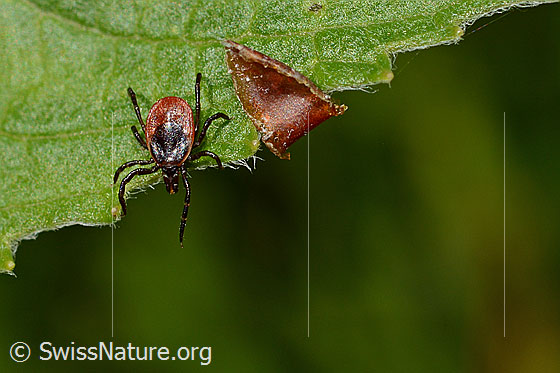 Foto: Zecke oder Gemeiner Holzbock (Ixodes ricinus) an Blattrand. Weibchen. Länge: 3-4mm. Ansicht von vorne oben.