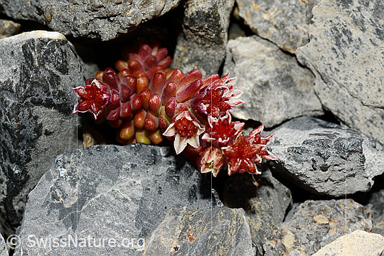 Foto: Dunkler Mauerpfeffer (Sedum atratum). Ganze Pflanze