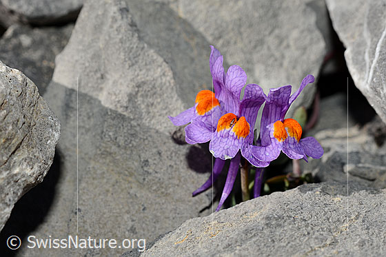 Foto: Alpen-Leinkraut (Linaria alpina). Blüten.