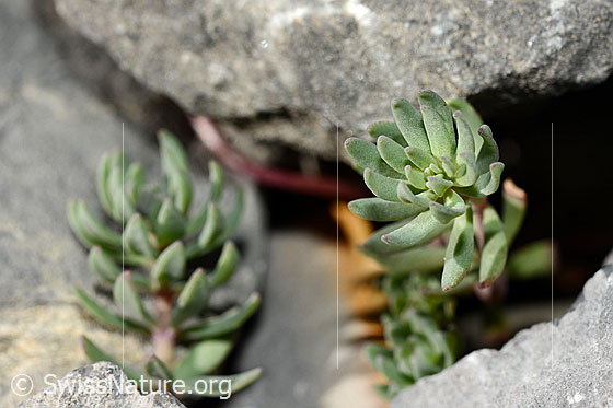 Photo: Linaria alpina. Leaves.