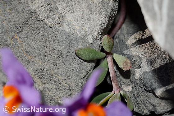 Foto: Alpen-Leinkraut (Linaria alpina). Stängel und Blätter.