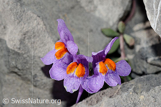 Alpen-Leinkraut (Linaria alpina)