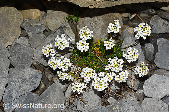 Foto: Alpen-Gämskresse (Pritzelago alpina). Büten.