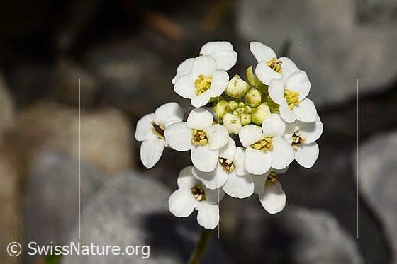 Foto: Alpen-Gämskresse (Pritzelago alpina). Büten.