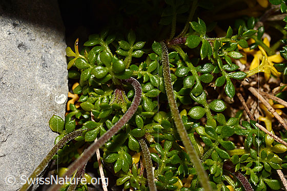 Foto: Alpen-Gämskresse (Pritzelago alpina). Büten.