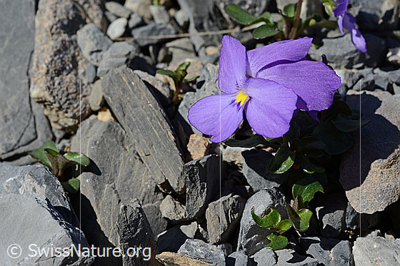 Foto: Mont Cenis-Stiefmütterchen (Viola cenisia). Ganze Pflanze.