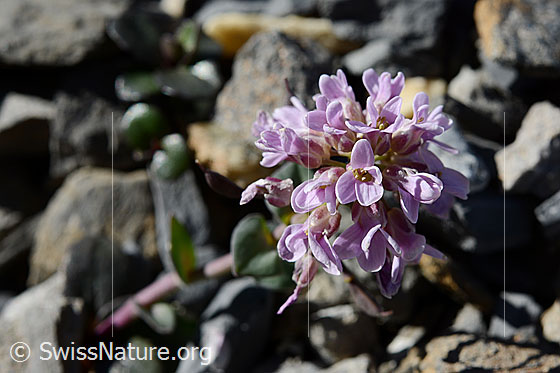 Foto: Kriechendes Täschelkraut (Thlaspi rotundifolium). Blütenstand.