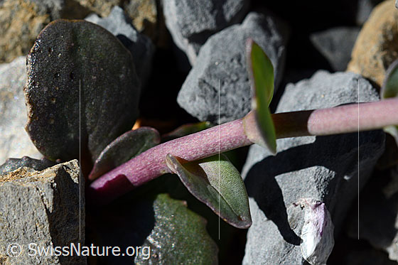 Foto: Kriechendes Täschelkraut (Thlaspi rotundifolium). Stängel und Blätter.