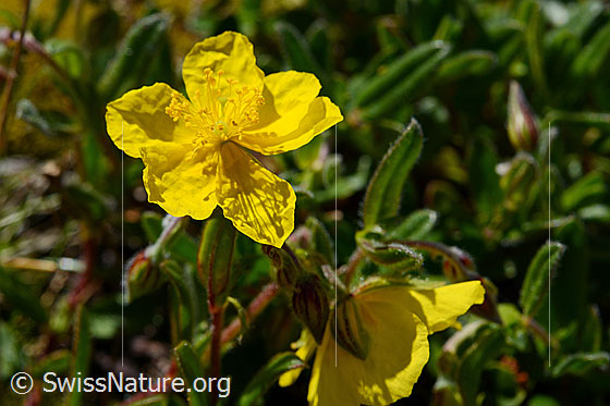 Foto: Grossblütiges Sonnenröschen (Helianthemum grandiflorum). Blüte.