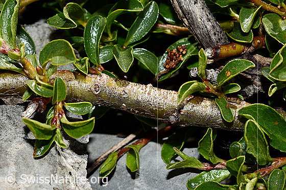 Foto: Stumpfblättrige Weide (Salix retusa). Ästchen und Blätter.