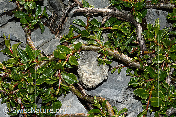 Foto: Stumpfblättrige Weide (Salix retusa). Ästchen und Blätter.