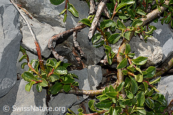 Foto: Stumpfblättrige Weide (Salix retusa). Ästchen und Blätter.