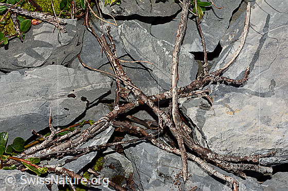 Foto: Stumpfblättrige Weide (Salix retusa). Abgestorbene Ästchen.