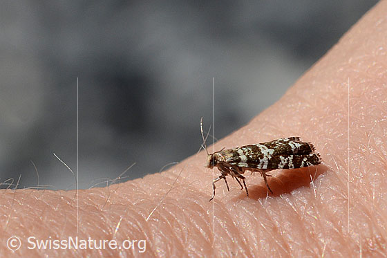 Foto: Wahrscheinlich Fichtenwickler (Epinotia tedella)