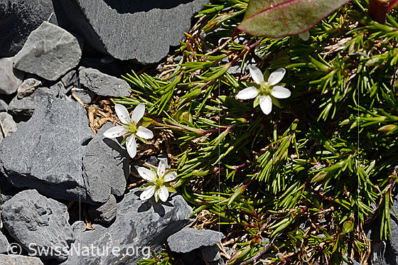 Foto: Frühlings-Miere (Minuartia verna). Blüten und Blätter.