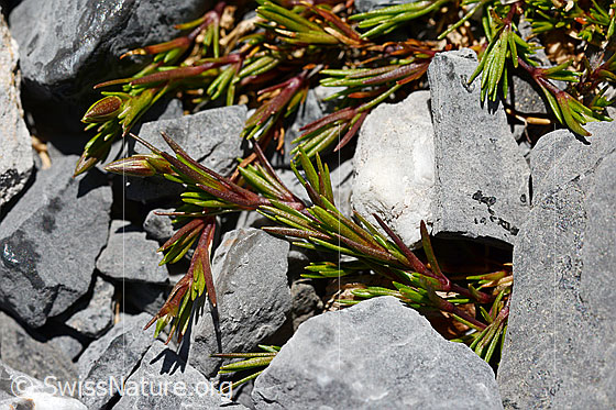 Foto: Frühlings-Miere (Minuartia verna). Blätter.