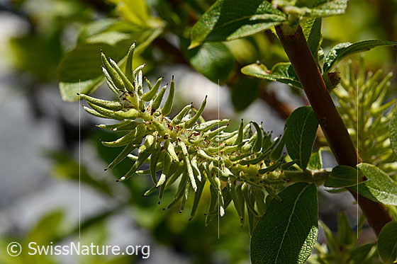 Foto: Wahrscheinlich Sal-Weide (Salix caprea). Fruchtstand.