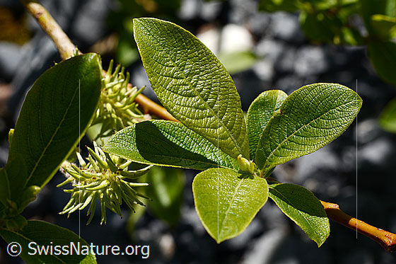 Foto: Wahrscheinlich Sal-Weide (Salix caprea). Frische Blätter.