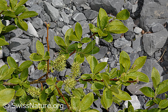Foto: Wahrscheinlich Sal-Weide (Salix caprea). Ästchen und Blätter.