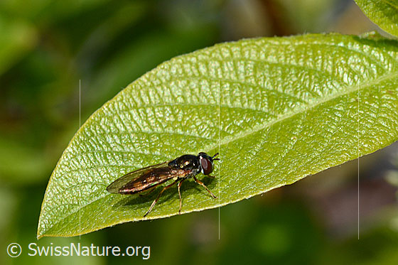 Photo: Melanostoma scalare. Length 8 - 10mm. Female. View from the side.