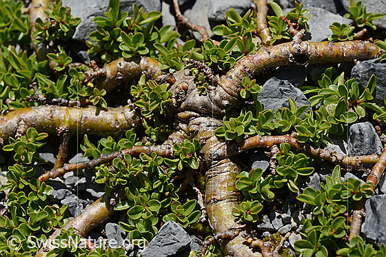Foto: Wahrscheinlich Quendelblättrige Weide (Salix serpillifolia). Stämmchen, Ästchen und Blätter.