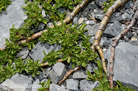 Foto: Wahrscheinlich Quendelblättrige Weide (Salix serpillifolia). Ästchen und Blätter.