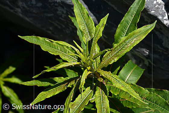 Photo: Epilobium fleischeri. Leaves. The plant has no flowers yet.