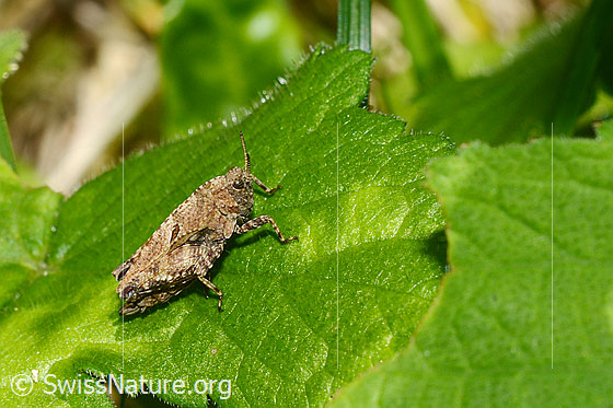 Zweipunkt-Dornschrecke (Tetrix bipunctata)