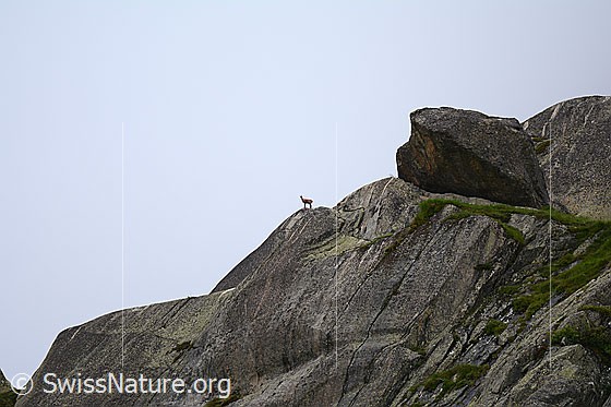 Foto: Gämse (Rupicapra rupicapra) auf Felsvorsprung.