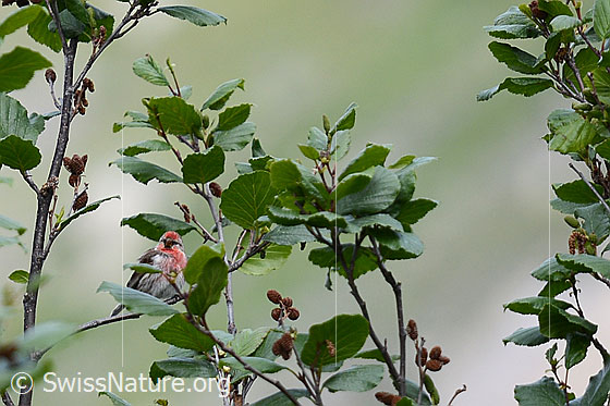 Photo: Acanthis flammea sitting in bush.