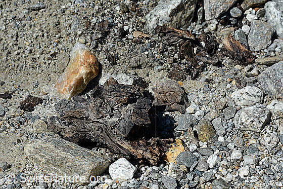 Foto: Holzfund Nr. 1 am Unteraargletscher.
Dieses Foto zeigt das Holzstück von Holzfund Nr 1 am Fundort. Grösse: ca. 10 x 6 x 6cm.
Alter: Radiokarbonalter 2465 +/- 23 Jahre vor heute.
