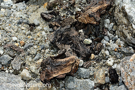 Foto: Holzfund Nr. 1 am Unteraargletscher.
Dieses Foto zeigt das Holzstück von Holzfund Nr 1 am Fundort. Grösse: ca. 10 x 6 x 6cm.
Alter: Radiokarbonalter 2465 +/- 23 Jahre vor heute.