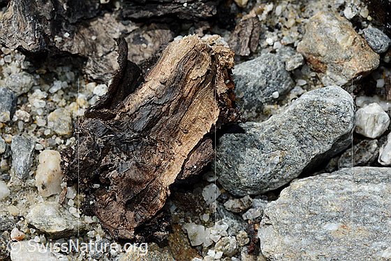 Foto: Holzfund Nr. 1 am Unteraargletscher.
Dieses Foto zeigt das Holzstück von Holzfund Nr 1 am Fundort. Grösse: ca. 10 x 6 x 6cm.
Alter: Radiokarbonalter 2465 +/- 23 Jahre vor heute.