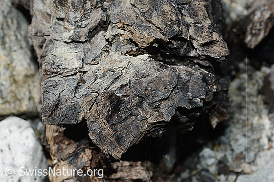 Foto: Holzfund Nr. 1 am Unteraargletscher.
Dieses Foto zeigt das Holzstück von Holzfund Nr 1 am Fundort. Grösse: ca. 10 x 6 x 6cm.
Alter: Radiokarbonalter 2465 +/- 23 Jahre vor heute.