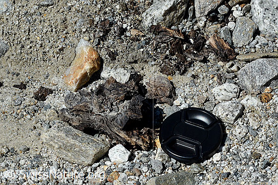 Foto: Holzfund Nr. 1 am Unteraargletscher.
Dieses Foto zeigt das Holzstück von Holzfund Nr 1 am Fundort. Grösse: ca. 10 x 6 x 6cm.
Alter: Radiokarbonalter 2465 +/- 23 Jahre vor heute.