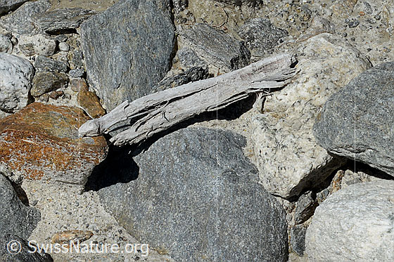 Foto: Holzfund Nr. 2 am Unteraargletscher.
Dieses Foto zeigt das Holzstück von Holzfund Nr 2 am Fundort. Länge: ca. 15cm.
Alter: Radiokarbonalter 2465 +/- 23 Jahre vor heute.