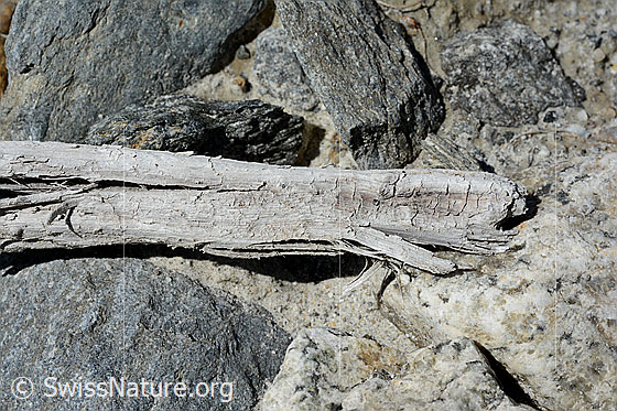 Foto: Holzfund Nr. 2 am Unteraargletscher.
Dieses Foto zeigt das Holzstück von Holzfund Nr 2 am Fundort. Länge: ca. 15cm.
Alter: Radiokarbonalter 2465 +/- 23 Jahre vor heute.